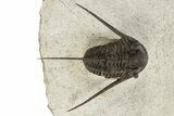 Long-Spined Cyphaspis Trilobite - Foum Zguid, Morocco #311671-2